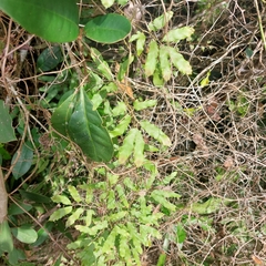 Lygodium venustum image