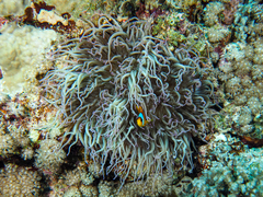 Amphiprion bicinctus