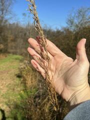 Sorghastrum