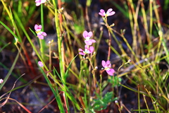 Stylidium longitubum