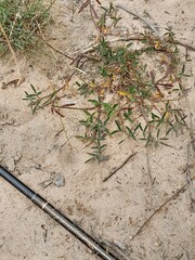 Rhynchosia leucoscias