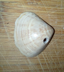 Anomalocardia flexuosa