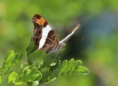 Adelpha fessonia