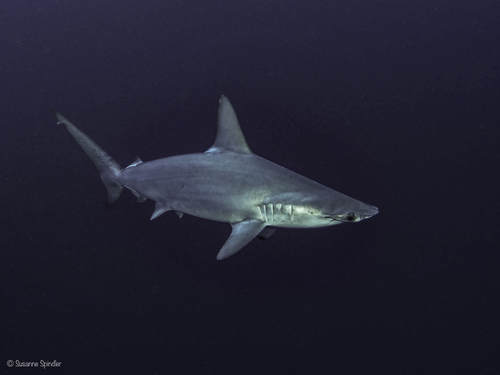 Scalloped Hammerhead, photo 4 of 10