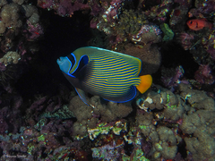 Pomacanthus imperator