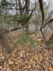 Taxus cuspidata