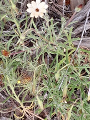 Dimorphotheca pluvialis