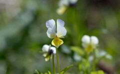 Viola × contempta