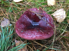 Russula torulosa
