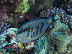 Acanthurus sohal