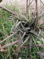 Tillandsia incarnata
