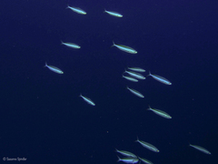 Caesio striata