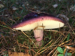 Russula torulosa