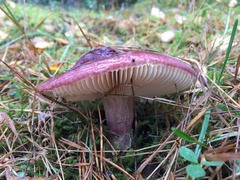 Russula torulosa
