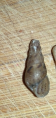 Cochlicopa lubrica