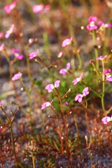 Stylidium longitubum