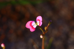 Stylidium longitubum