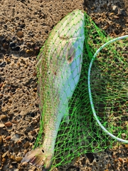 Sciaenops ocellatus