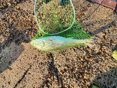 Sciaenops ocellatus