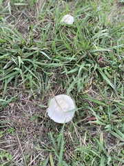 Chlorophyllum hortense
