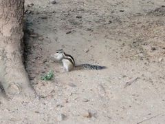 Funambulus pennantii