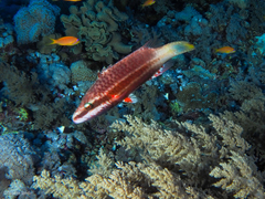 Oxycheilinus digramma