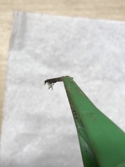 Caloptilia azaleella