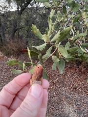 Quercus engelmannii
