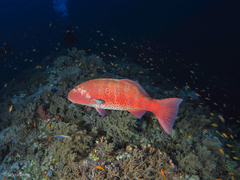 Plectropomus pessuliferus