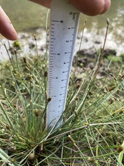 Eleocharis engelmannii