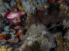Pseudanthias squamipinnis