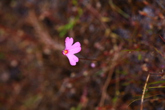 Utricularia multifida