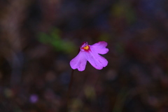 Utricularia multifida