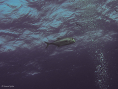 Caranx ignobilis