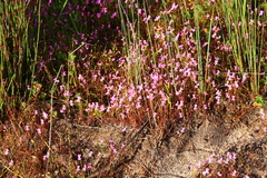 Stylidium longitubum