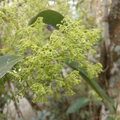 Pisonia aculeata