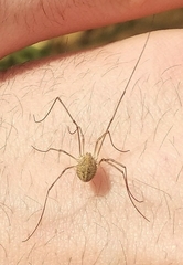 Phalangiinae