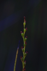 Microtis orbicularis