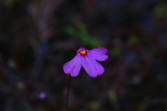 Utricularia multifida
