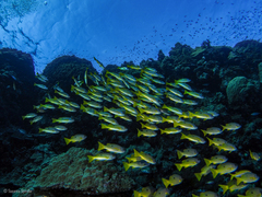 Lutjanus fulviflamma