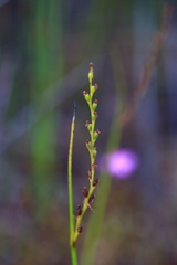 Microtis orbicularis