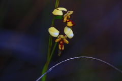 Diuris laxiflora