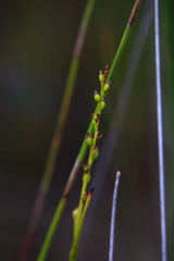 Microtis orbicularis