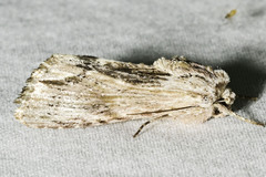 Spodoptera eridania