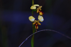 Diuris laxiflora