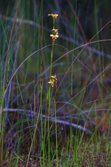 Diuris laxiflora