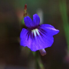 Utricularia violacea