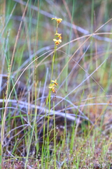 Diuris laxiflora