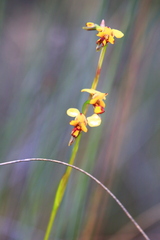 Diuris laxiflora