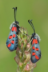 Zygaena rhadamanthus